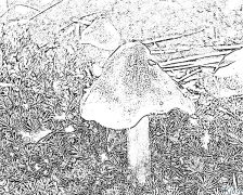 mushroom Printbere Kleurplaten